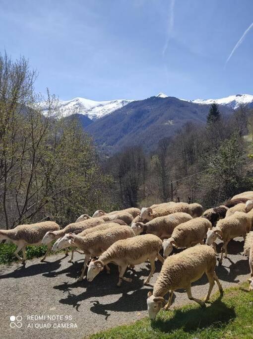 La Grange De L'ours Saint-Lary-Soulan